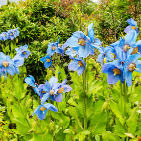 2 Pavots bleus de l'Himalaya - Meconopsis betonicifolia - Plantes vivaces