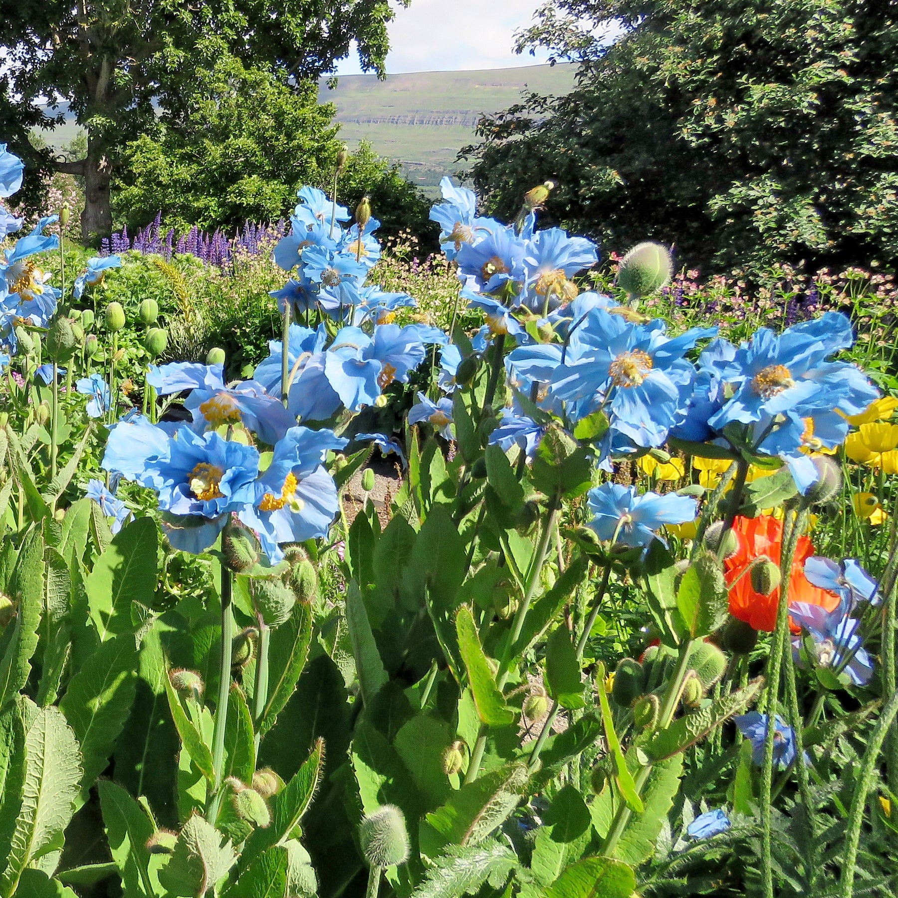 2 Pavots bleus de l'Himalaya - Meconopsis betonicifolia