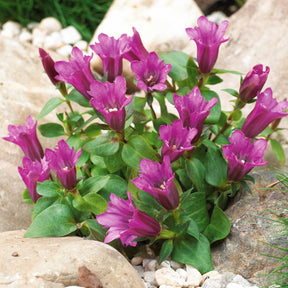 Gentiane Little pinkie - Gentiana little pinkie - Plantes