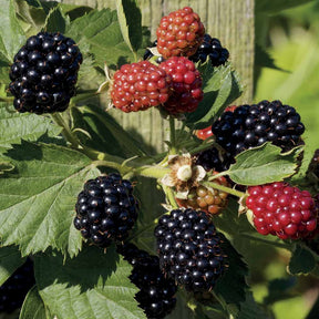 Mûrier Reuben - Rubus fruticosus reuben® - Plantes