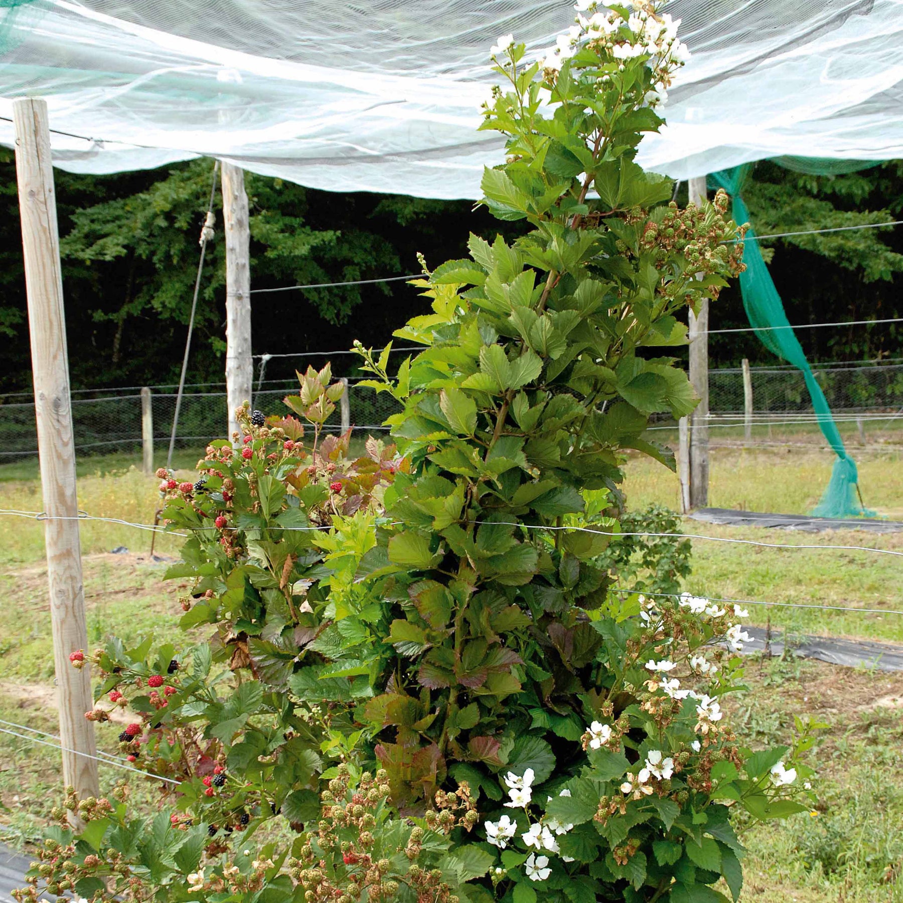 Mûrier Reuben - Rubus fruticosus reuben® - Mûrier