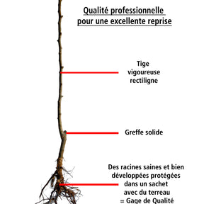 Cerisier Burlat - Prunus avium burlat - Fruitiers Arbres et arbustes