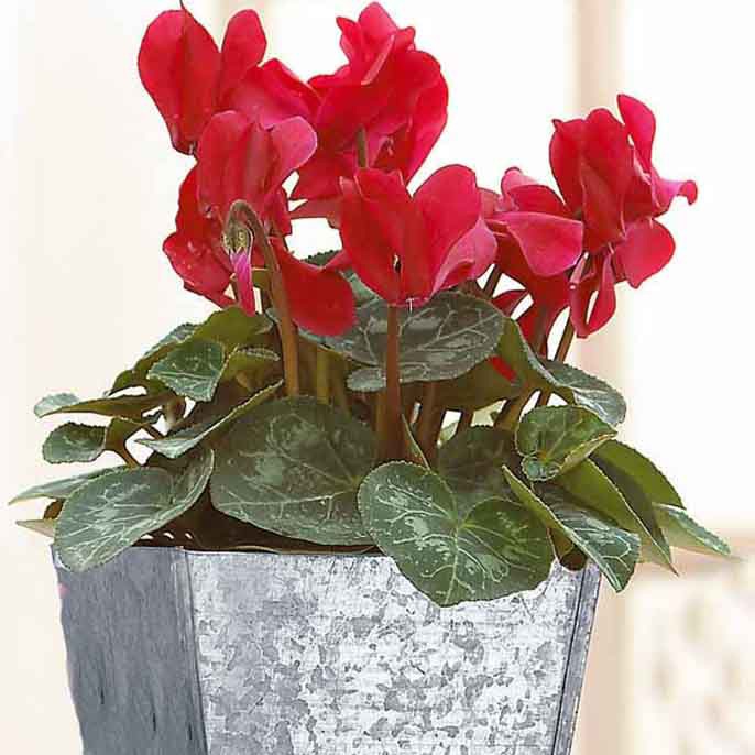 3 Cyclamens rouges - Cyclamen super série - Plantes