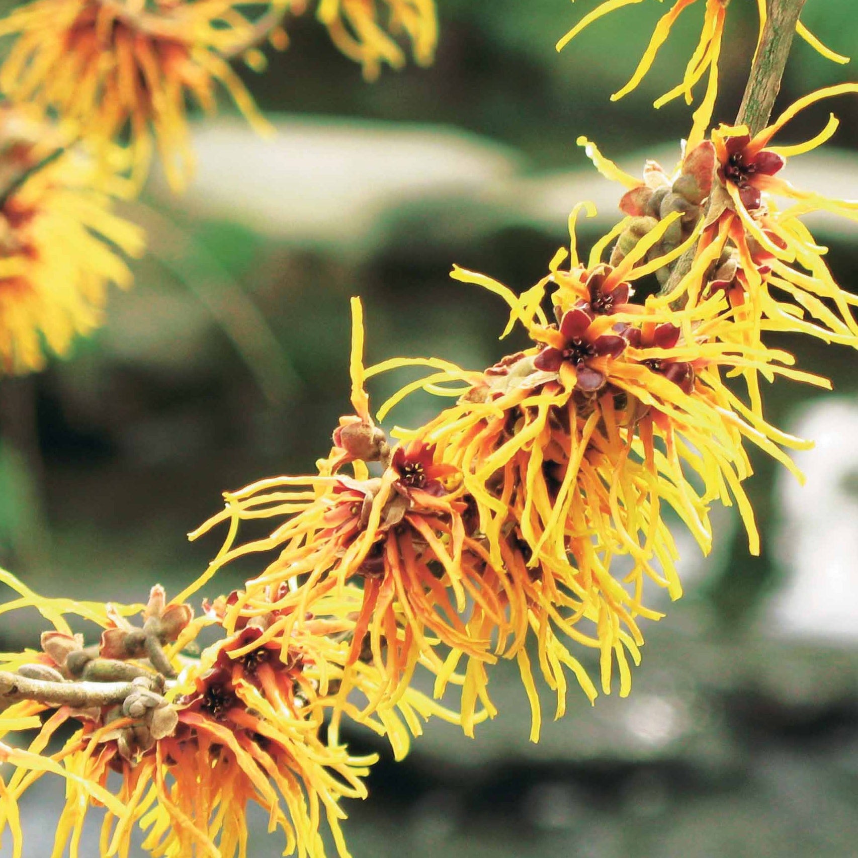 Hamamélis de Chine - Hamamelis mollis - Willemse