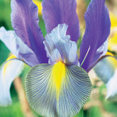 20 Iris de Hollande Mystic Beauty - Willemse