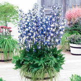 Delphinium Highlander® Bolero - Willemse