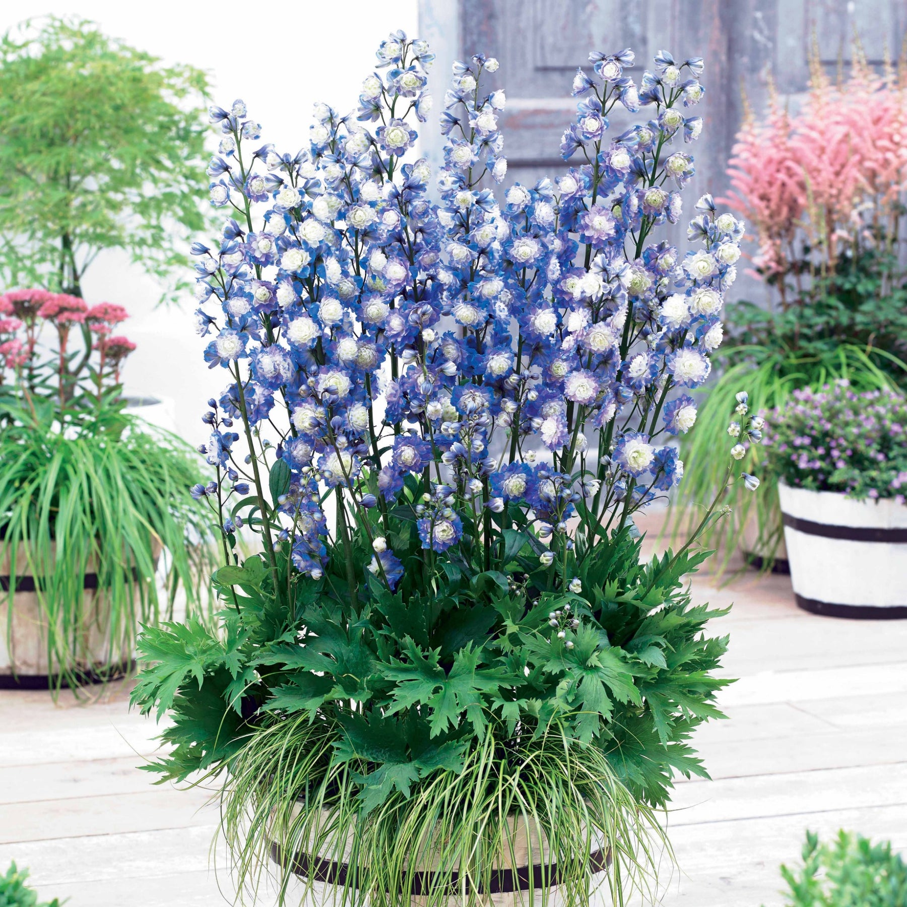 Delphinium Highlander® Bolero - Delphinium highlander® bolero - Plantes