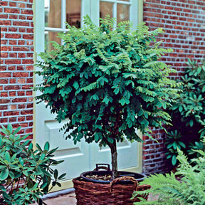 Acacia boule sur tige - Robinia pseudoacacia umbraculifera - Plantes