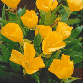 Oenothère à grandes fleurs - Onagre - Oenothera macrocarpa - Plantes vivaces