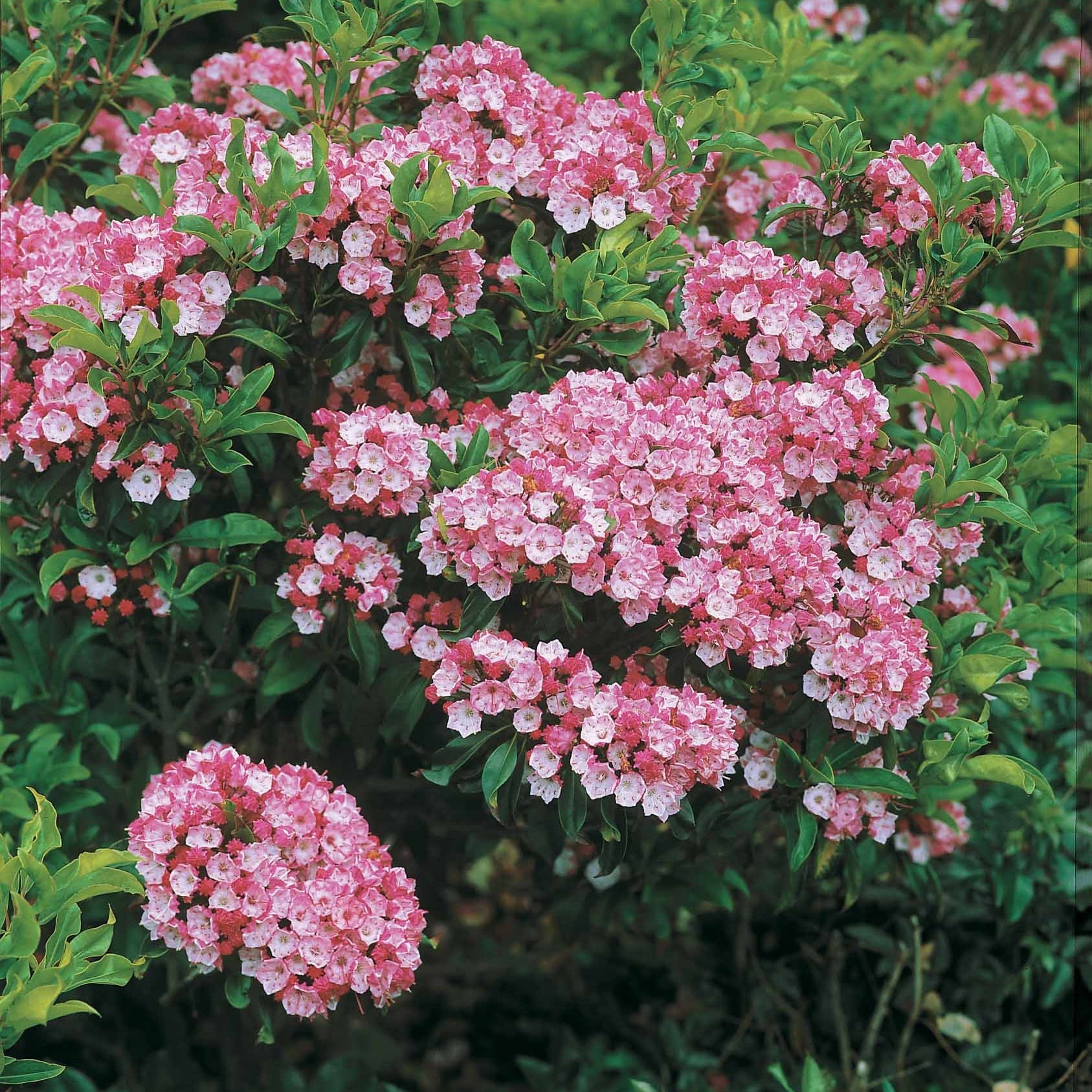 Laurier des montagnes - Kalmia latifolia - Plantes