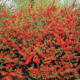 Cognassier à fleurs rouges - Willemse