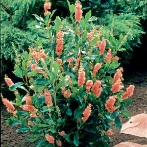 Clethra Flèche rose - Clethra alnifolia pink spire - Plantes