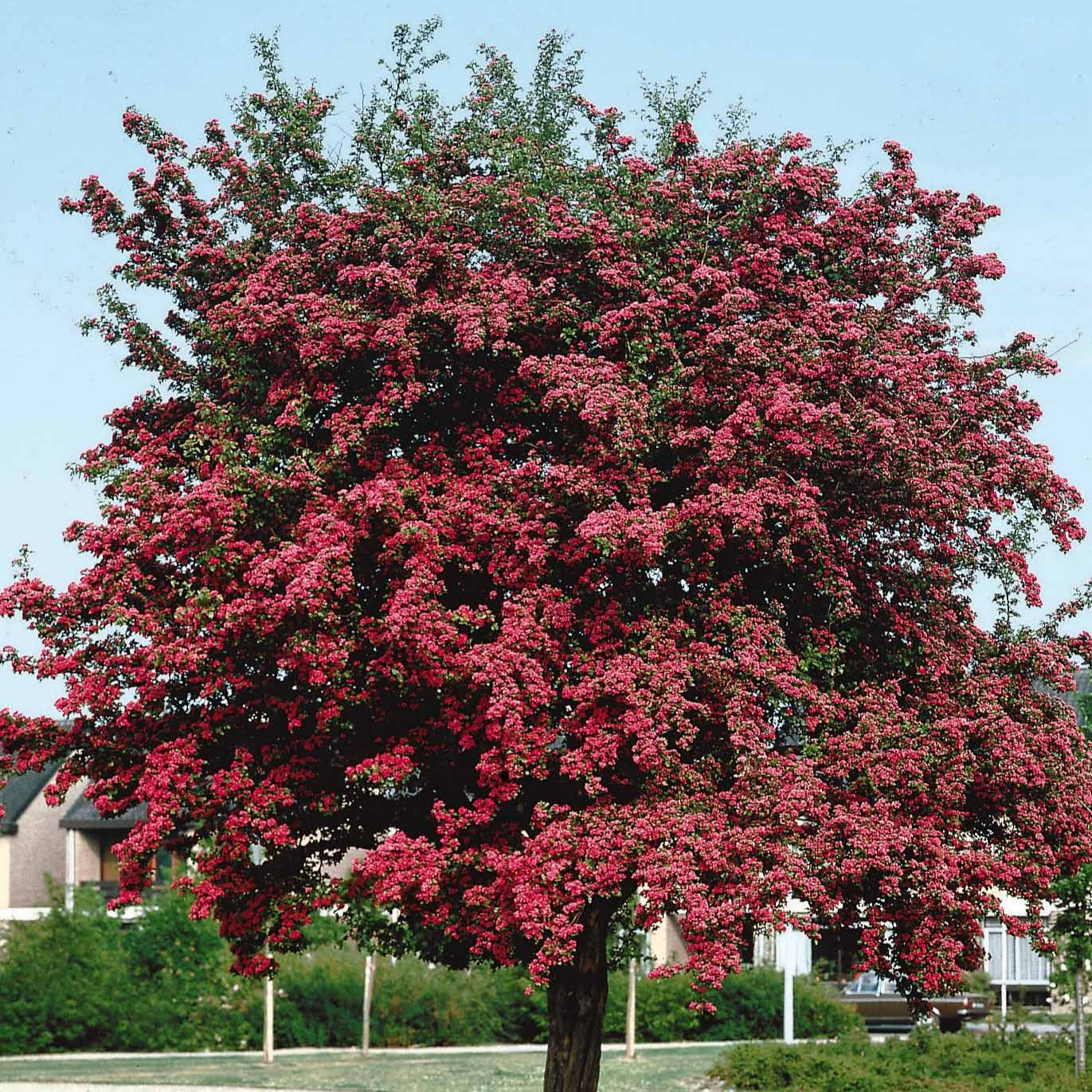 Aubépine rouge - Crataegus laevigata paul's scarlet