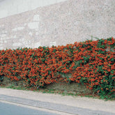 3 Pyracantha Saphyr rouge - Willemse