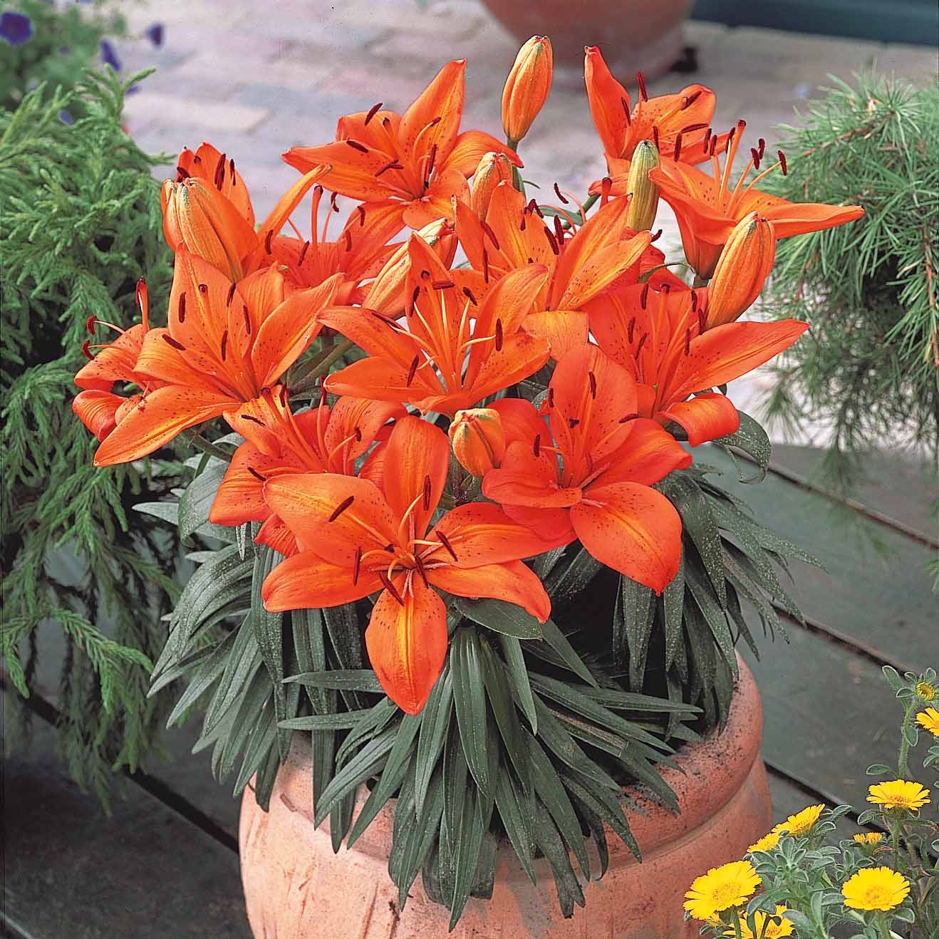 3 Lis orange - Lilium - Willemse