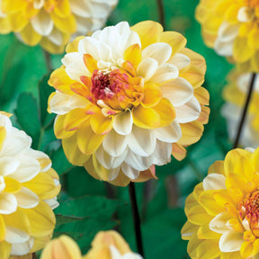 3 Dahlias pompon Double Jill - Dahlia double jill - Bulbes à fleurs