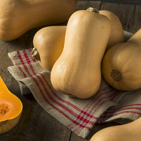 Courge Butternut Hercules F1 - Cucurbita moschata hercules f1 - Potager