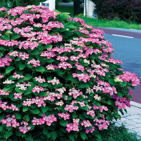 Hortensia Selina - Hydrangea macrophylla selina - Plantes