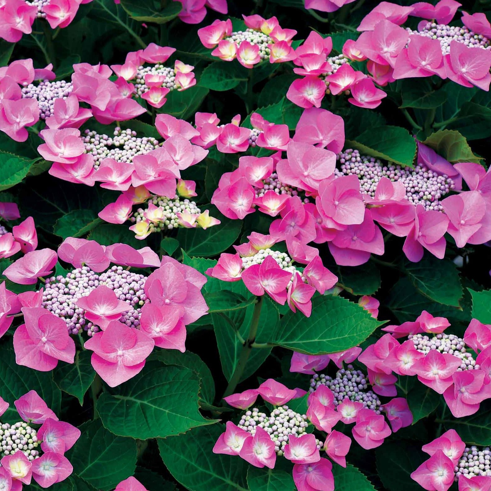 Hortensia Selina - Hydrangea macrophylla selina - Arbustes