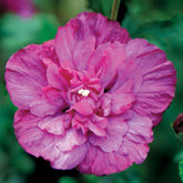 Hibiscus Magenta Chiffon - Willemse