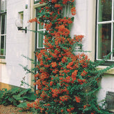 Pyracantha rouge - Willemse