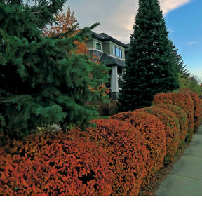 Haie de Cotonéasters - Cotoneaster lucidus - Arbustes