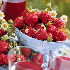 Fraisier remontant Mara des Bois - Fragaria vesca mara des bois