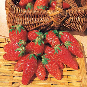 Fragaria x ananassa gariguette - Fraisier Gariguette - Fraisiers