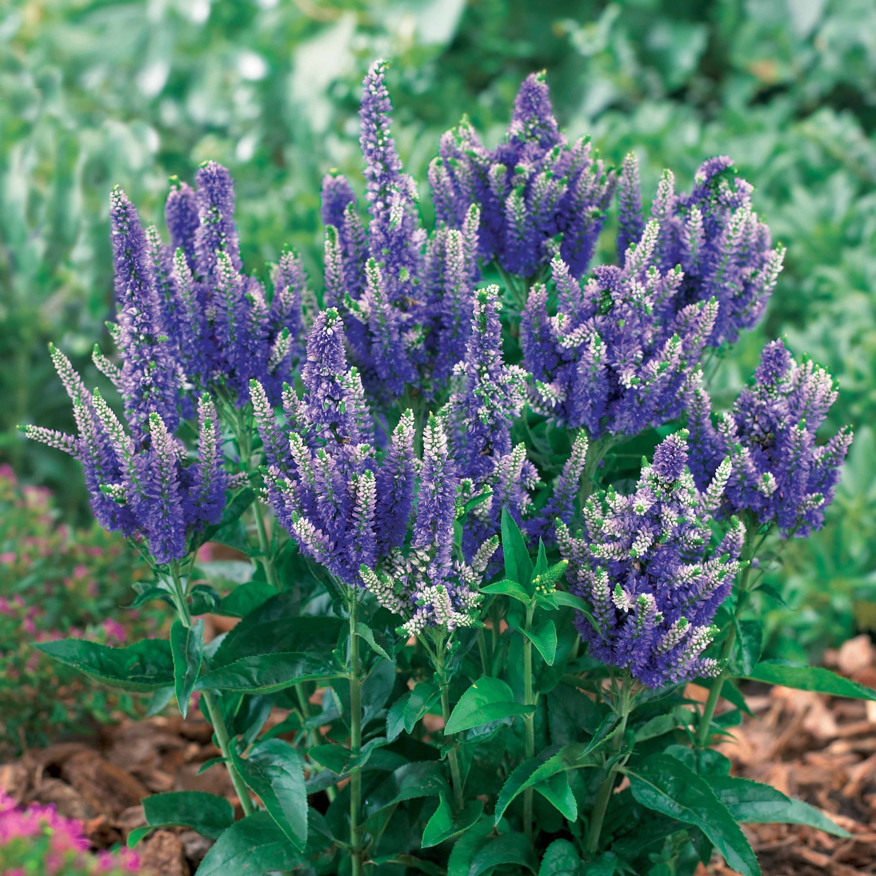 3 Véronique bombe bleue - Veronica blue bomb - Plantes