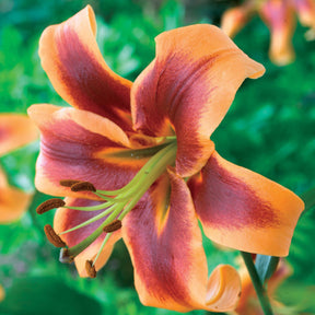 3 Lis orientaux Debby - Lilium orientalis debby - Plantes