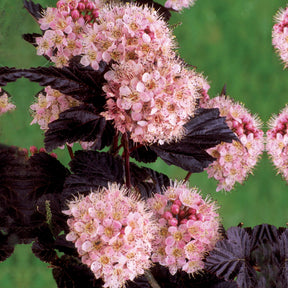 Physocarpe à feuilles pourpres Diabolo - Physocarpus opulifolius diabolo - Plantes