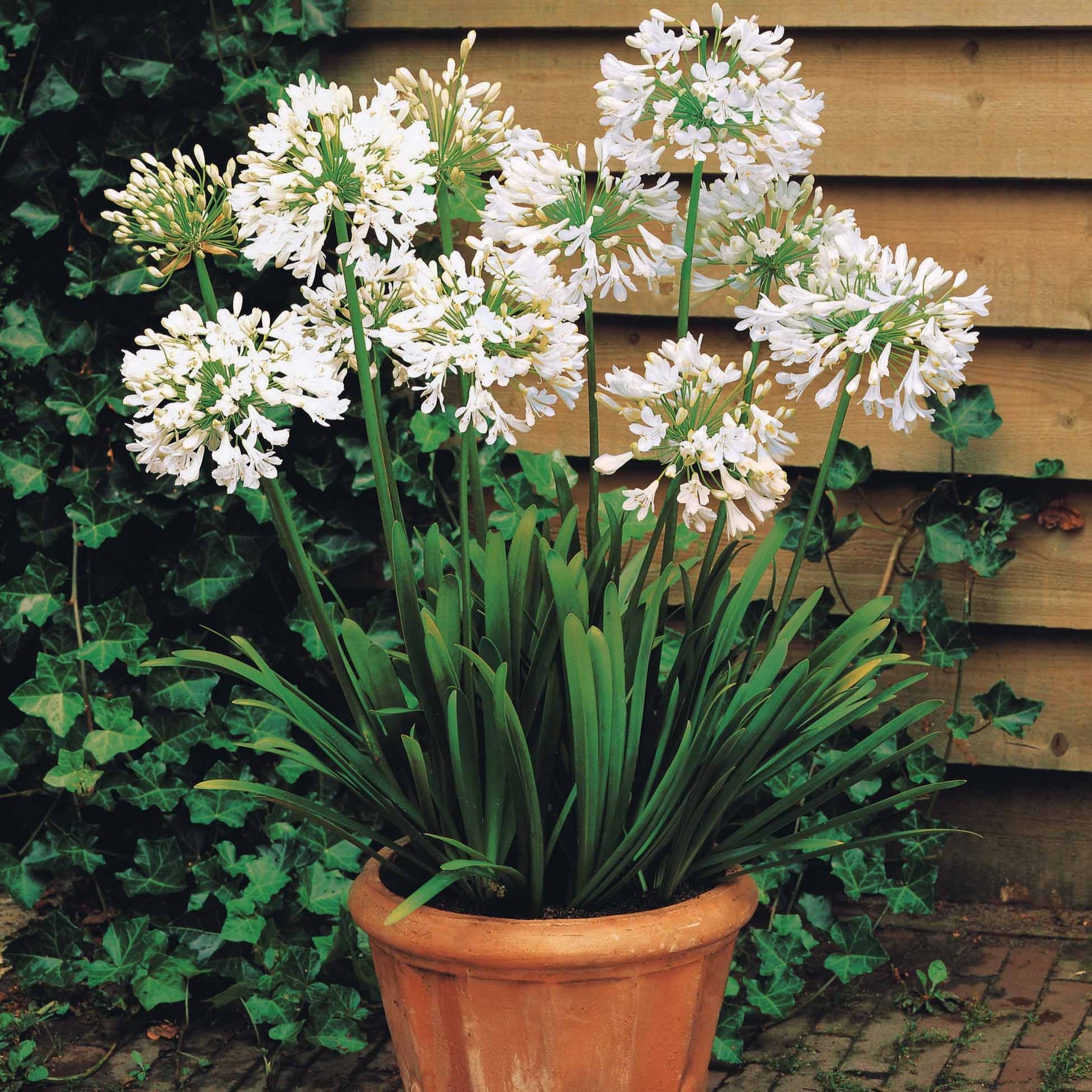 Agapanthe blanche - Agapanthus polar ice