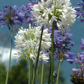 Agapanthe blanche - Agapanthus polar ice - Agapanthes