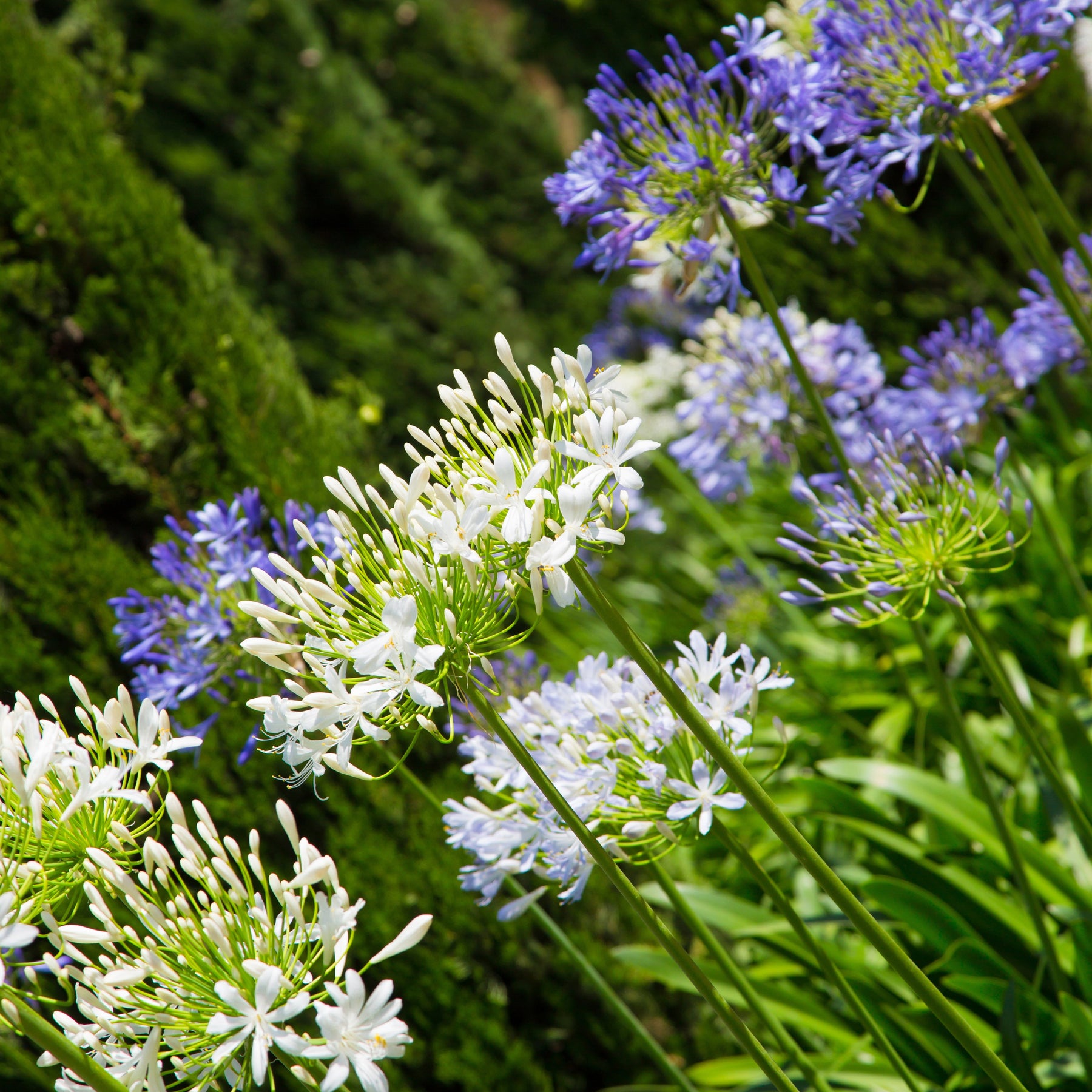 Agapanthe blanche - Agapanthus polar ice