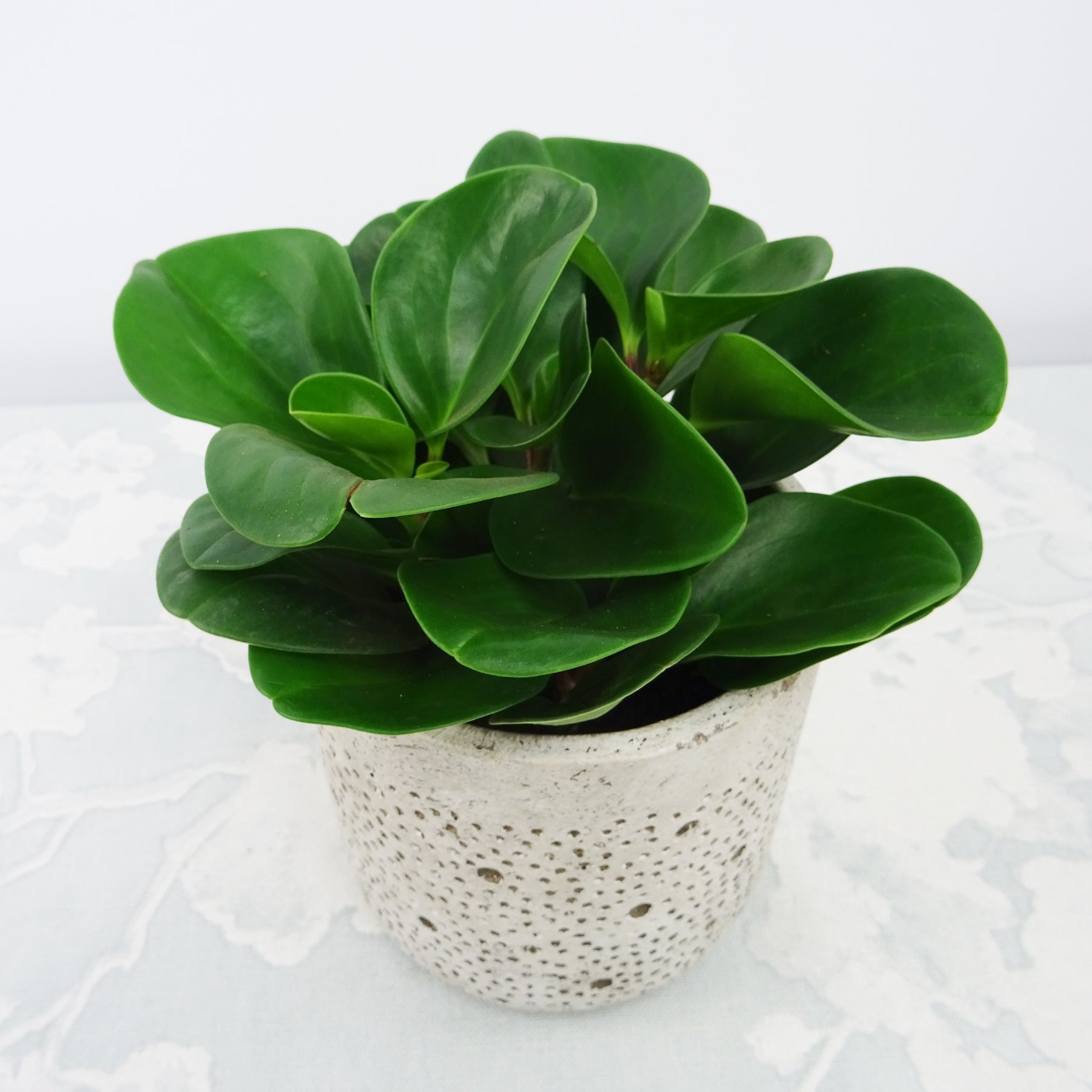 Peperomia green - Peperomia Green - Peperomia