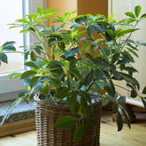 Schefflera - Willemse