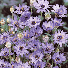 Catananche bleue - Catananche caerulea - Plantes