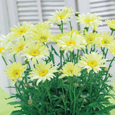 2 Marguerites d'été Banana Cream - Willemse