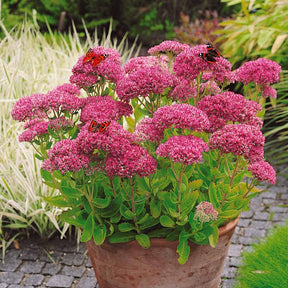 Sedum spectabile - Orpin d'automne - Sedum spectabile - Plantes