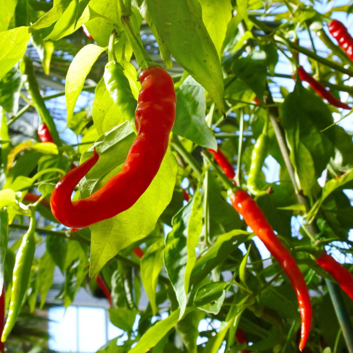 3 Plants de Piment Doux des Landes - Capsicum frutescens  doux des landes - Potager