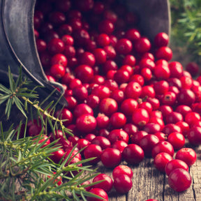 Canneberge - Cranberry - Vaccinium macrocarpon - Willemse