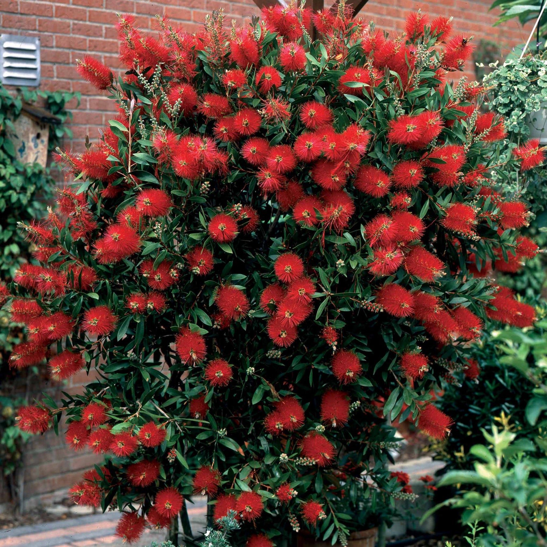 Rince-bouteille - Callistemon laevis - Plantes