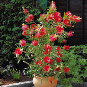 Rince-bouteille - Callistemon laevis - Arbustes