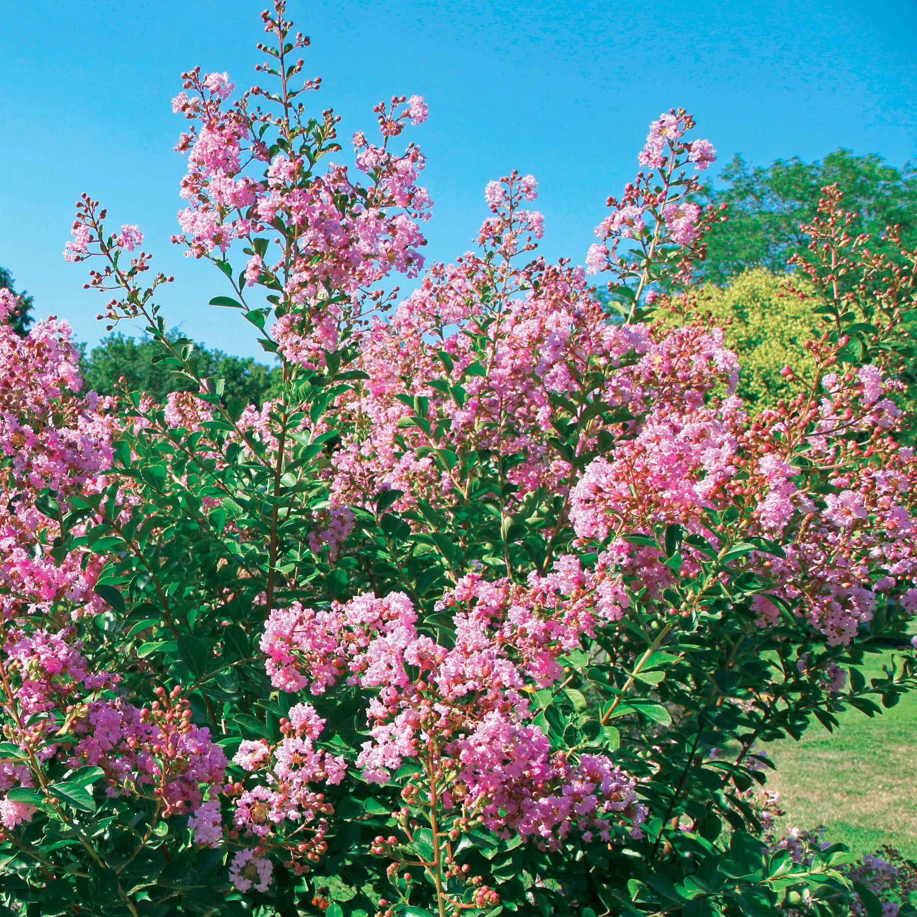 Lilas des Indes Petit Pink - Lagerstroemia indica Petit Pink - Willemse