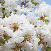 Lilas des Indes blanc - Lagerstroemia indica - Arbustes