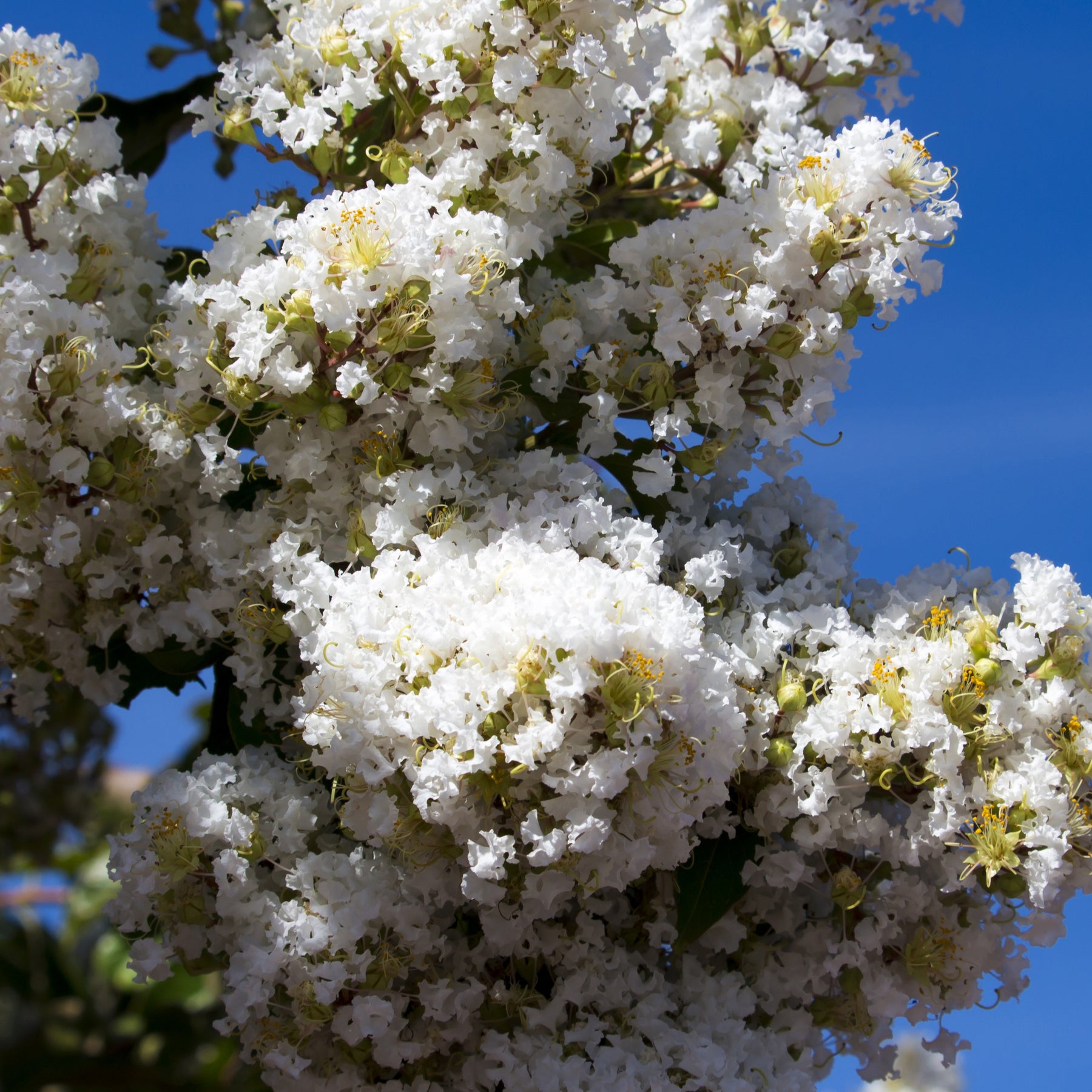 Lilas des Indes blanc - Lagerstroemia indica - Lilas des Indes