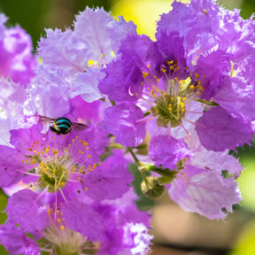 Lilas des Indes violet - Lagerstroemia indica Lafayette - Willemse