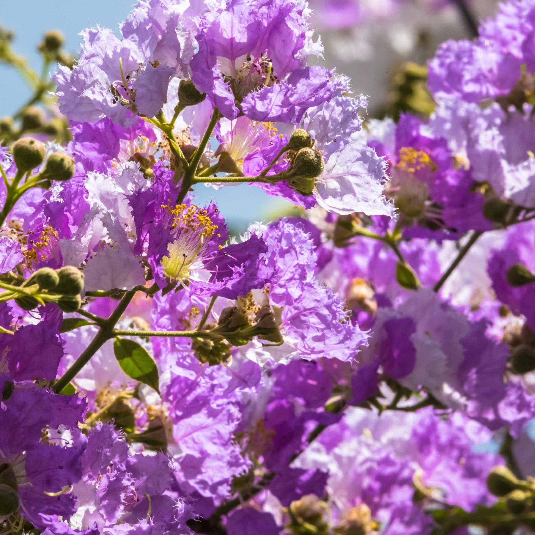 Lagerstroemia indica Lafayette - Lilas des Indes violet - Lilas des Indes