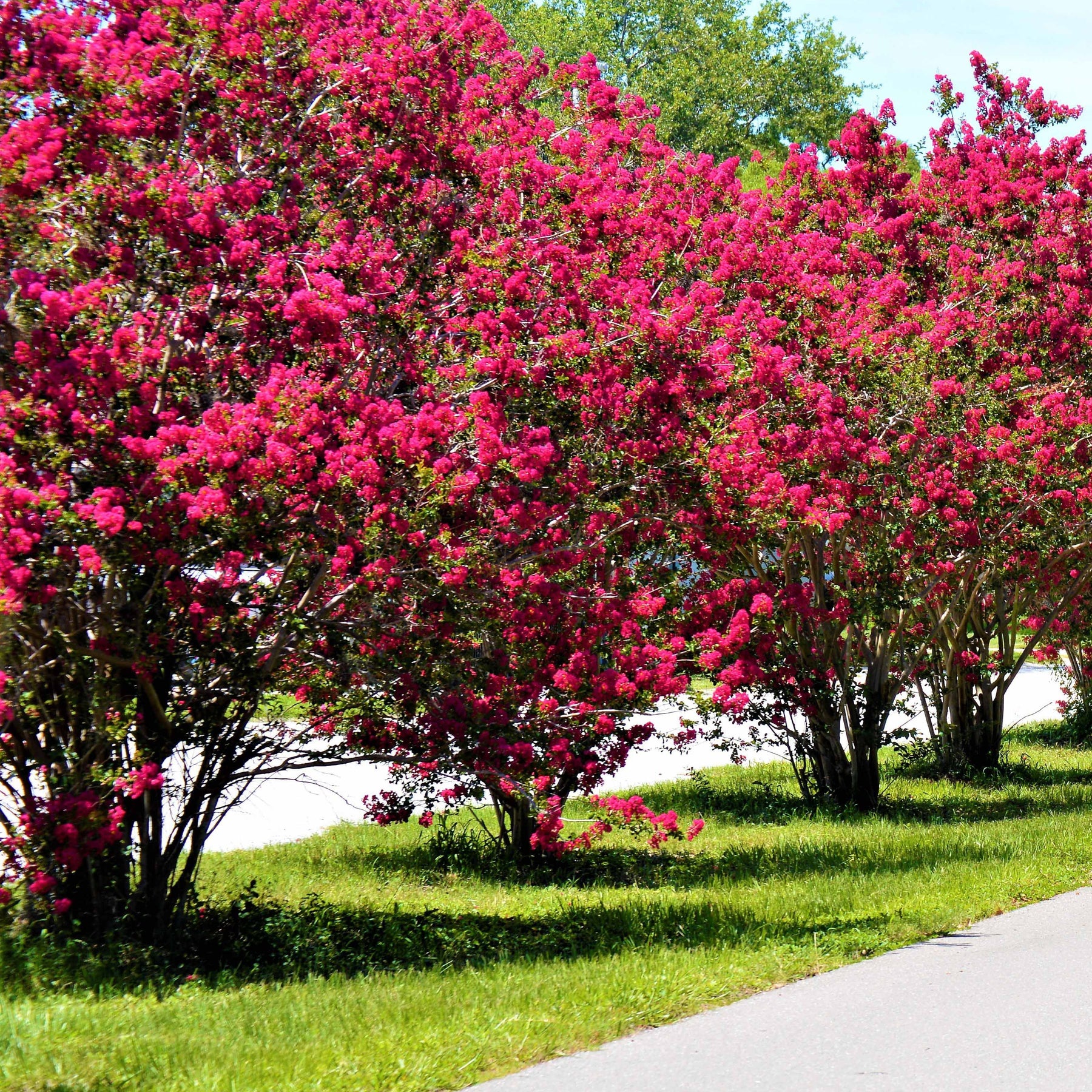 Lilas des Indes rouge - Willemse