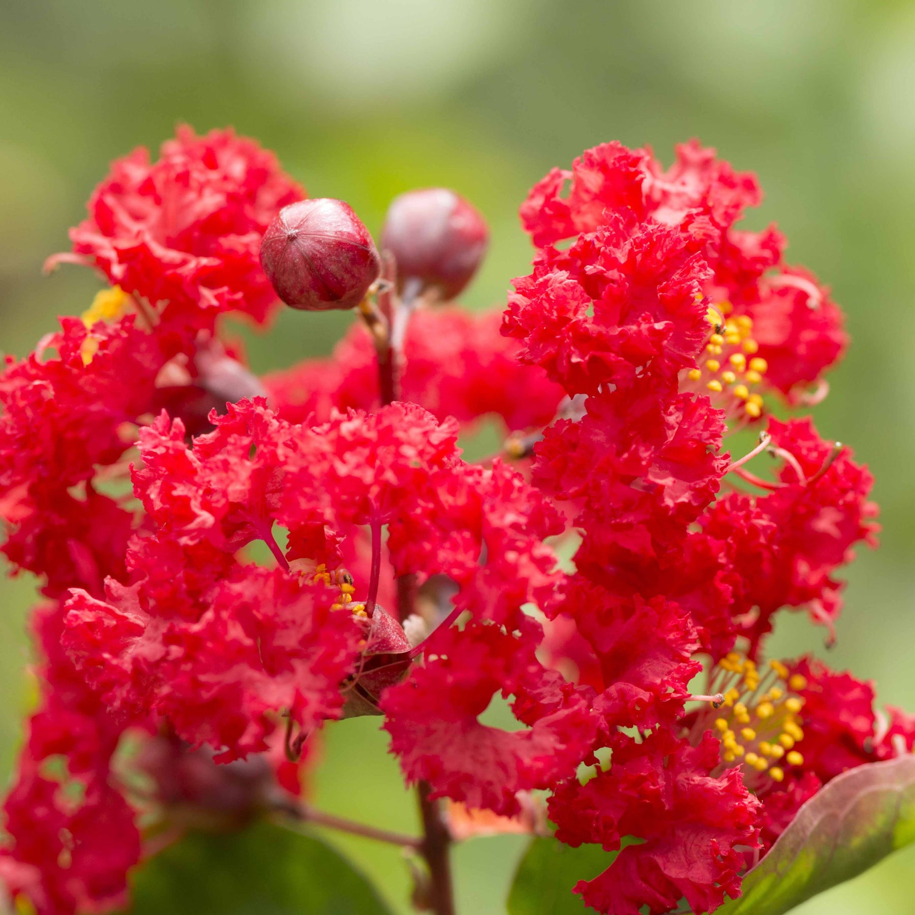 Vente Lilas des Indes rouge